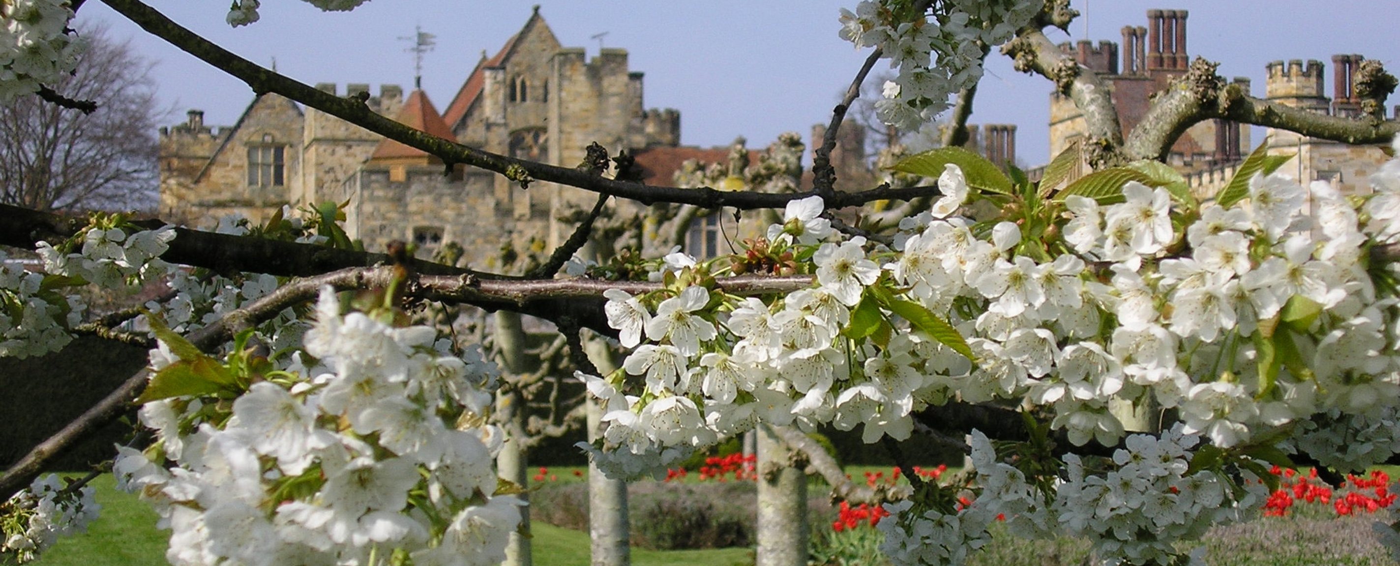Penshurst - Spring Flag Garden & Blossom.jpg