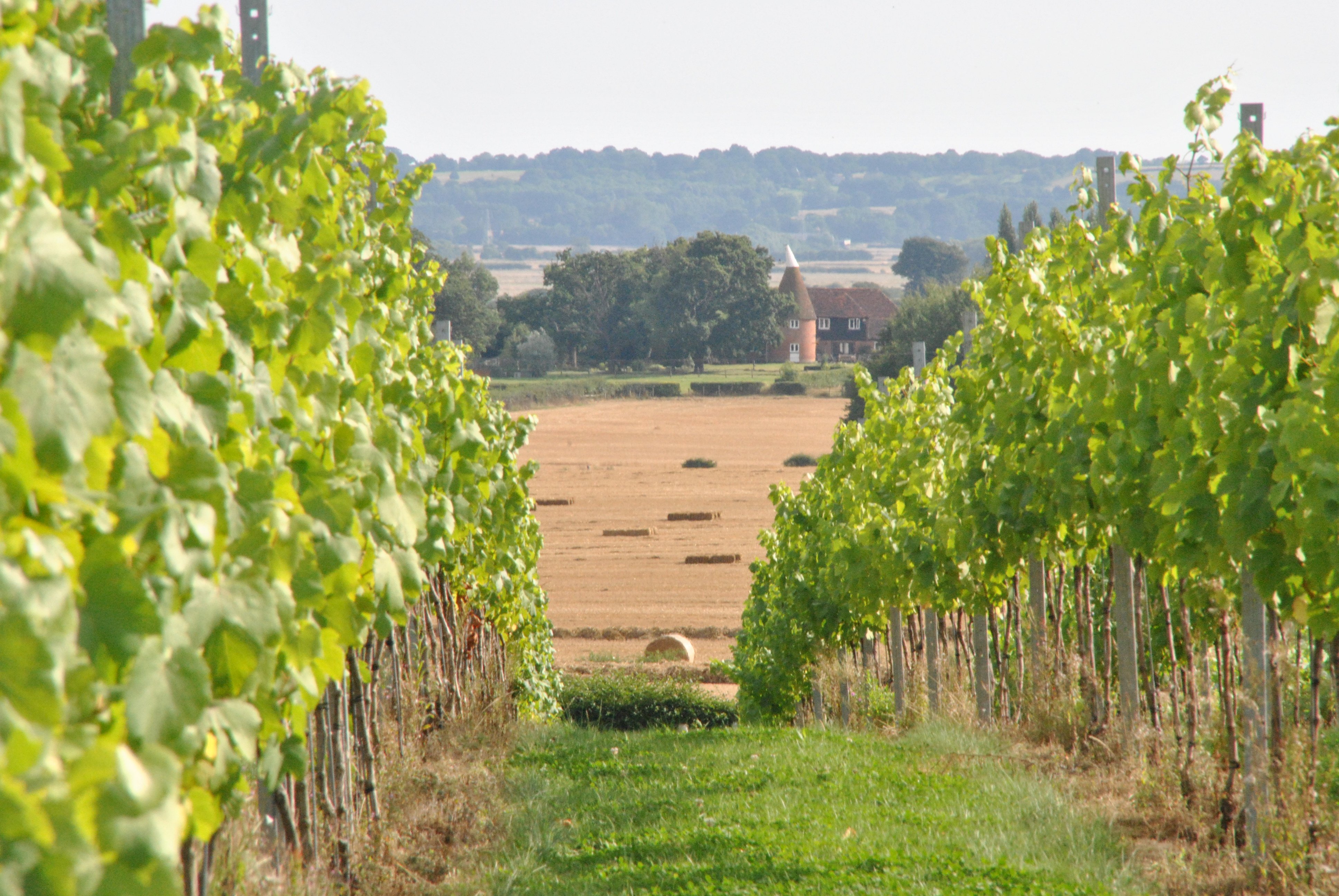 kent-and-sussex-wine-tours-east-weald-tour.jpg