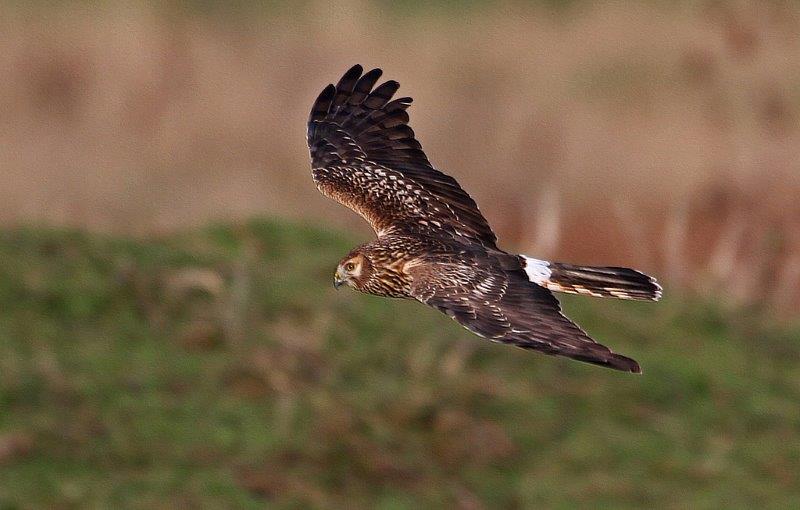 hen-harrier-2---john-whitting.jpg