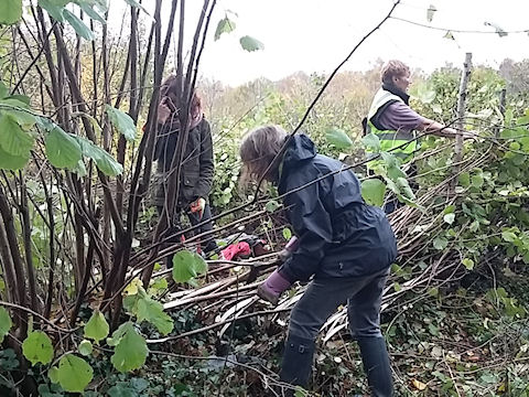 SEC plant cutting get-fit.jpg