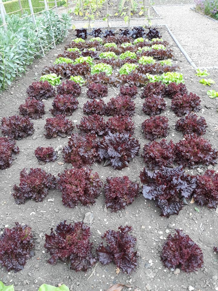Kitchen Garden At Belmont