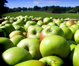 hush-heath-apples (1).jpg
