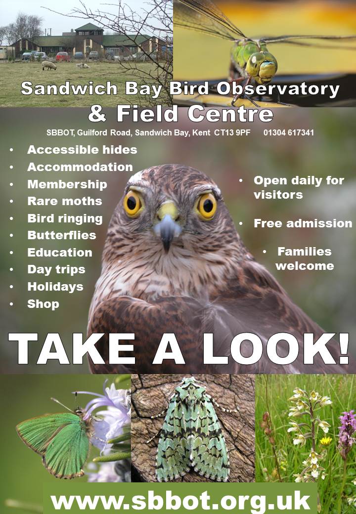 sandwich-bay-bird-observatory-trust-2.jpg