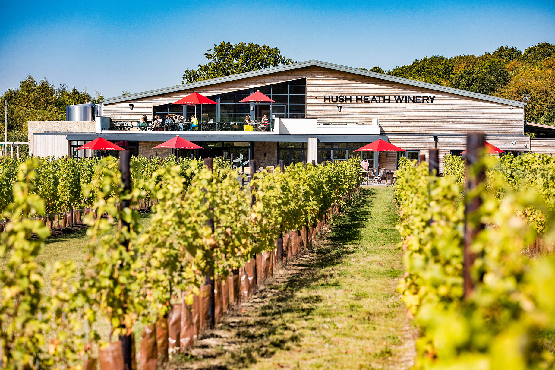 View From Vineyard Building Summer Bright
