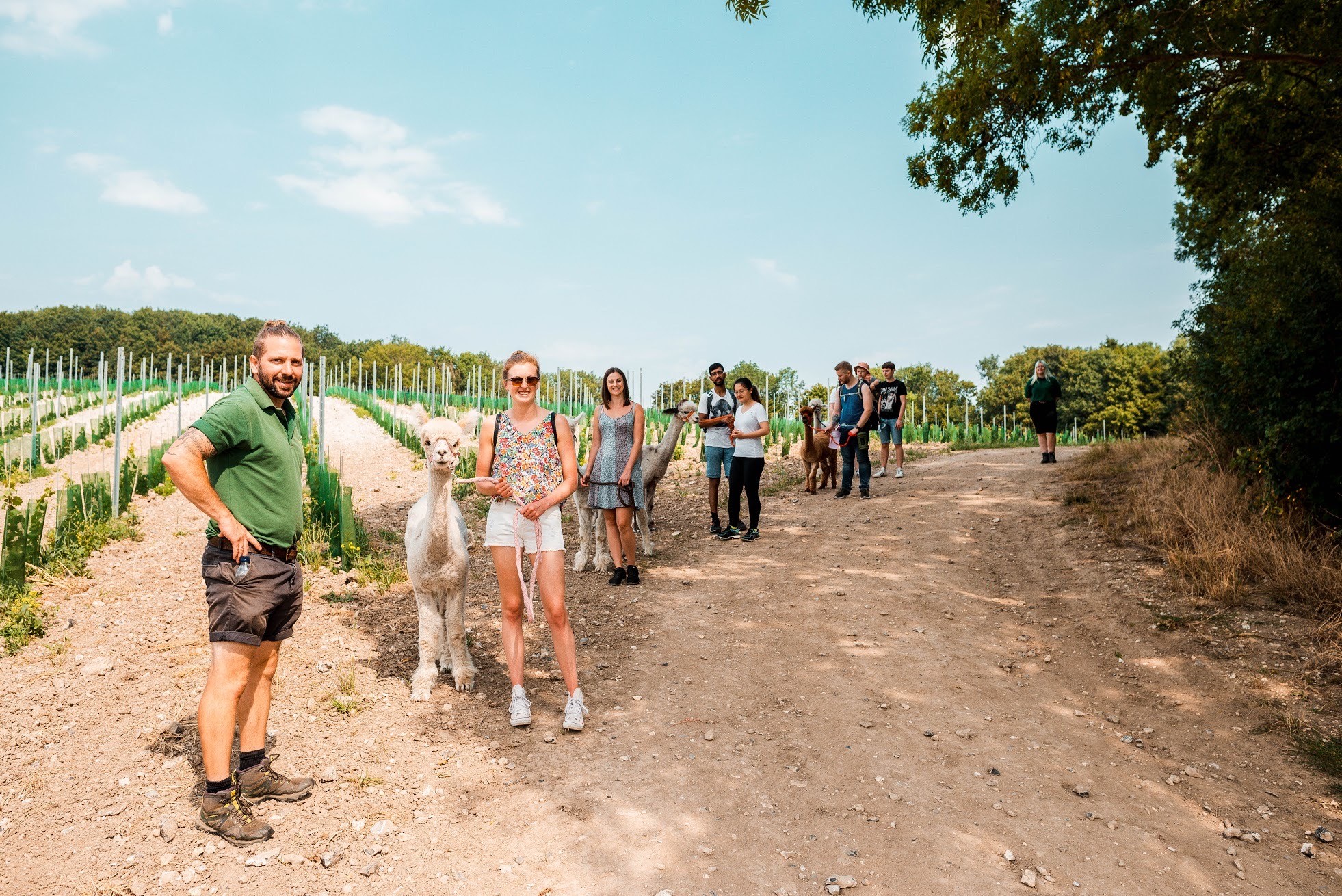 Lower Bush Alpacas Group Walk