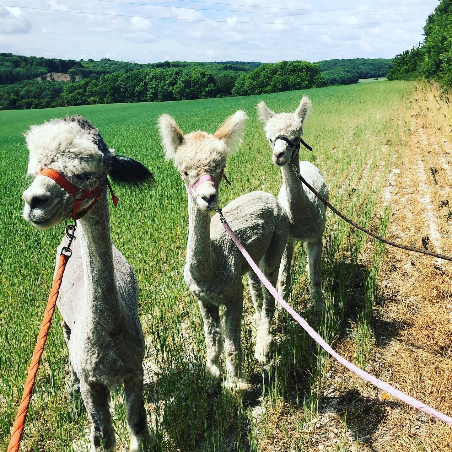 Lower Bush Alpacas Animal Group Shot