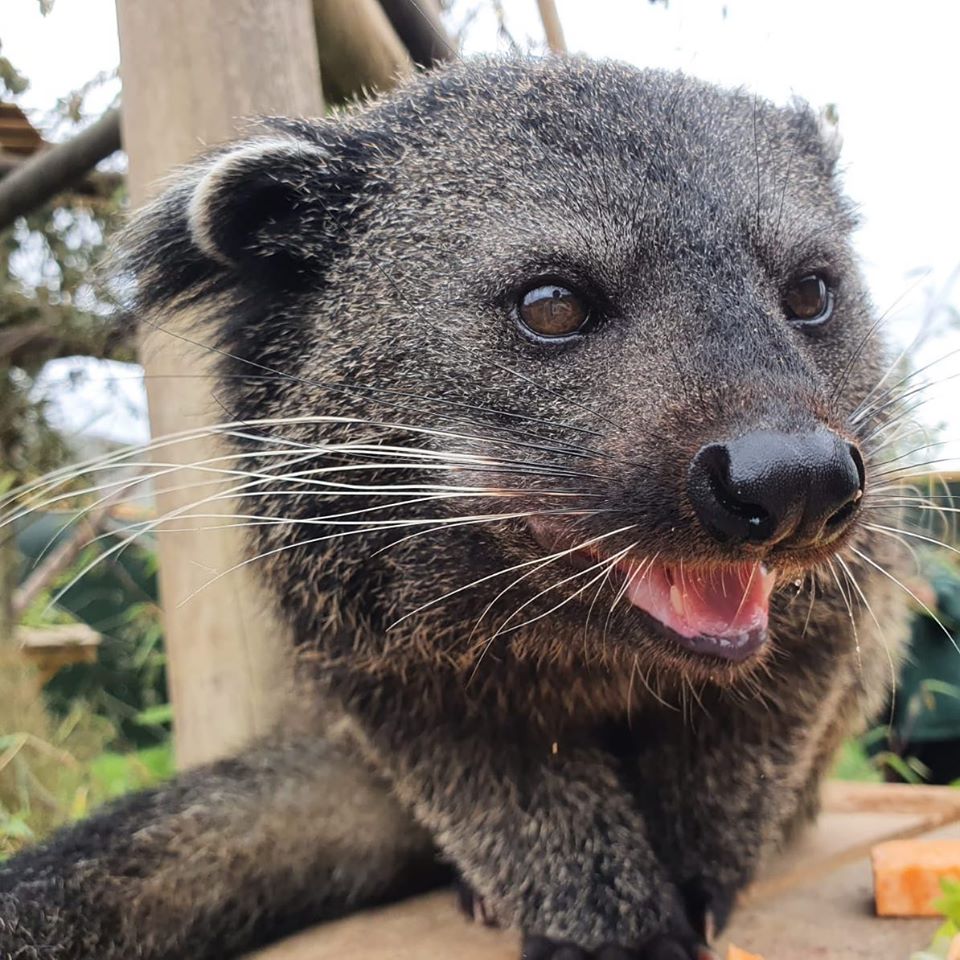 Fenn Bell Binturong