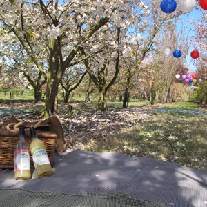 Orchard Picnic Brogdale