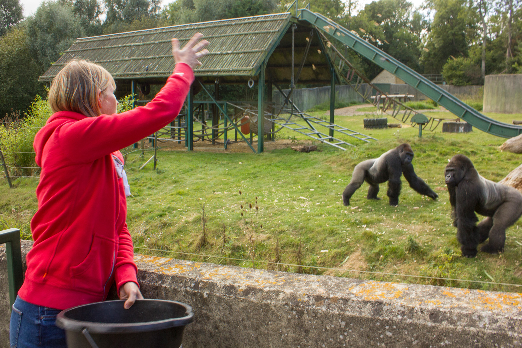 EXPERIENCE DAYS AT HOWLETTS AND PORT LYMPNE 3 SMALL