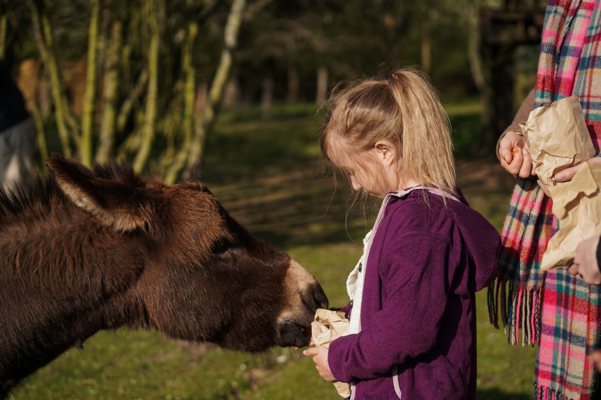 Donkey Feeding