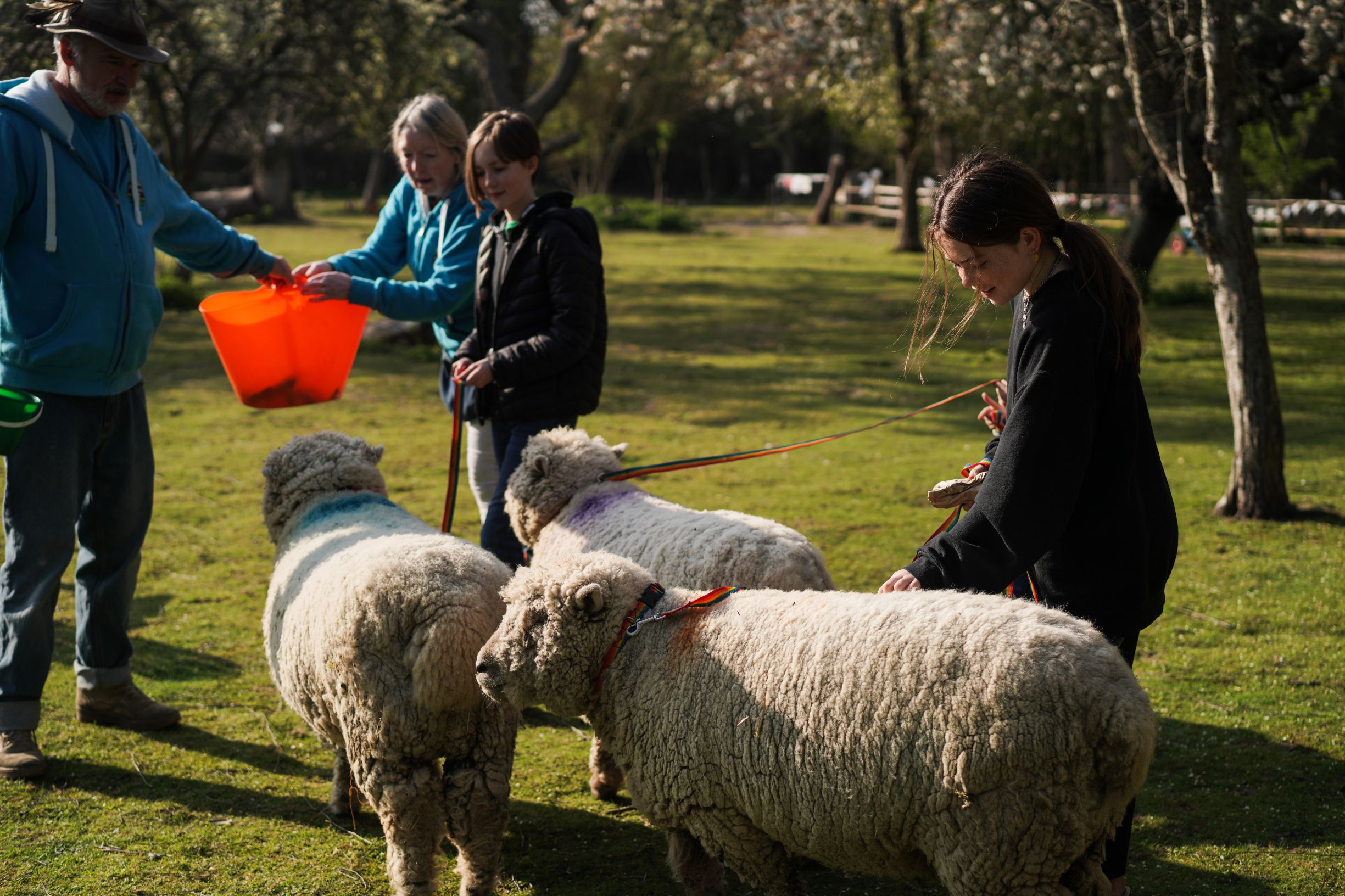 Faimly Sheep Walk (1)