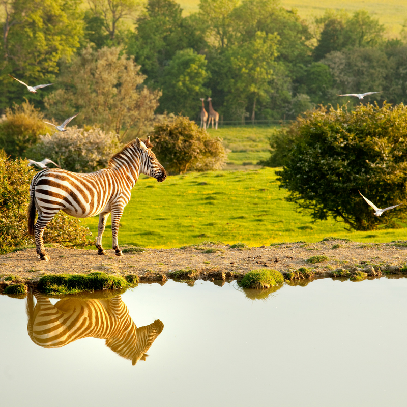 C Port Lympne Reserve African Experience Blog Size