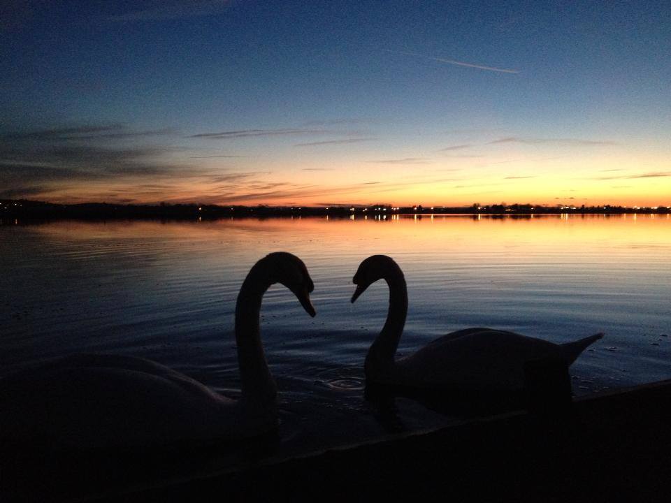 Swans At Bartons Point Taken By Dan Good